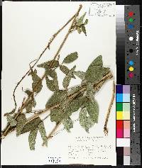 Desmodium illinoense image