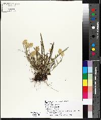 Polygala lutea image