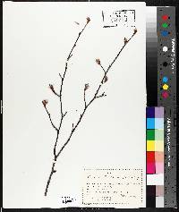 Amelanchier canadensis image