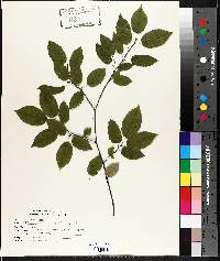 Amelanchier canadensis image