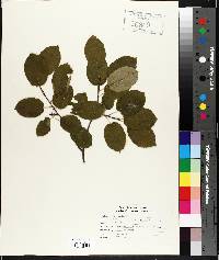 Amelanchier canadensis image