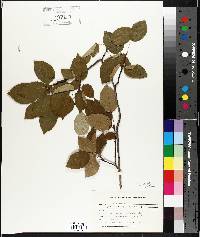 Amelanchier laevis image