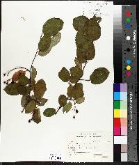 Amelanchier laevis image