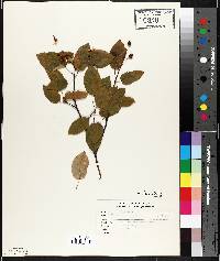 Amelanchier laevis image