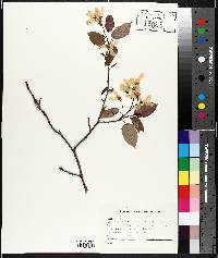 Amelanchier laevis image