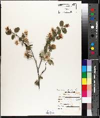 Amelanchier sanguinea image