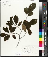 Aronia melanocarpa image