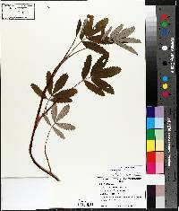 Comarum palustre image