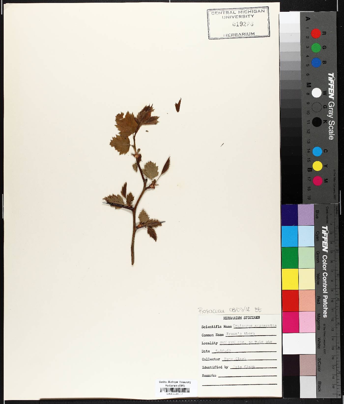 Crataegus margarettae image