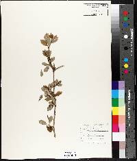 Crataegus punctata image