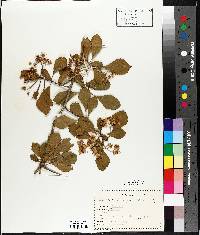 Crataegus punctata image