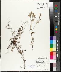 Potentilla argentea image