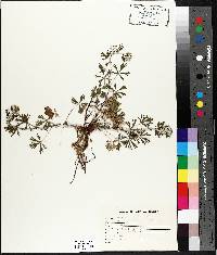 Potentilla argentea image