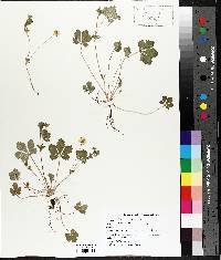 Potentilla canadensis image