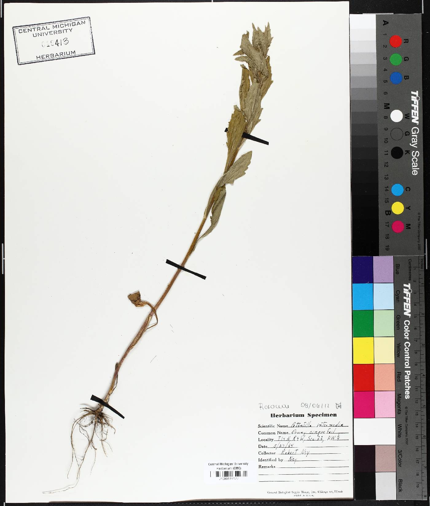 Potentilla intermedia image