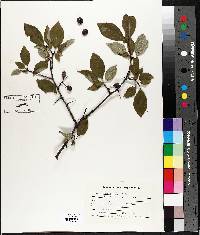 Prunus alleghaniensis image