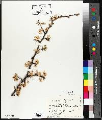 Prunus nigra image