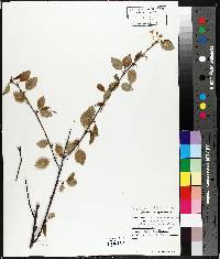 Prunus pensylvanica image