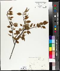 Prunus pensylvanica image