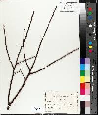 Prunus pensylvanica image