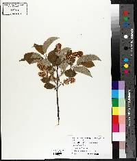 Prunus pensylvanica image