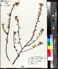 Prunus pensylvanica image