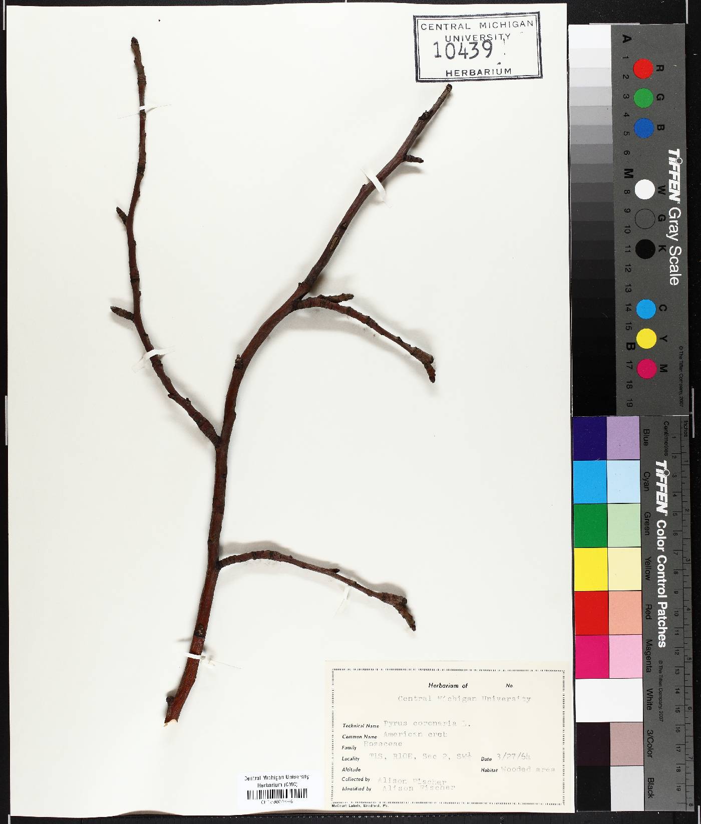 Pyrus coronaria image