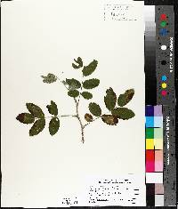 Rosa acicularis image