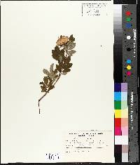 Rosa palustris image