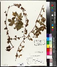 Rubus flagellaris image