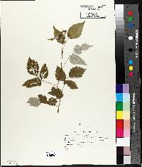 Rubus occidentalis image