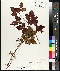 Rubus occidentalis image