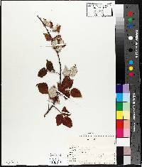 Rubus occidentalis image