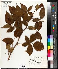 Rubus occidentalis image