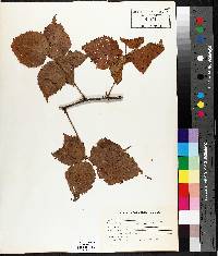 Rubus occidentalis image