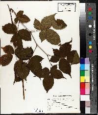 Rubus occidentalis image