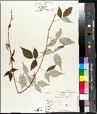 Rubus occidentalis image