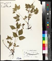 Rubus pubescens image