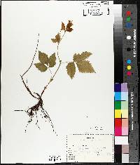 Rubus pubescens image