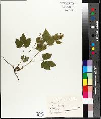 Rubus pubescens image