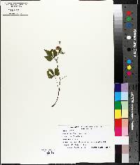 Rubus pubescens image