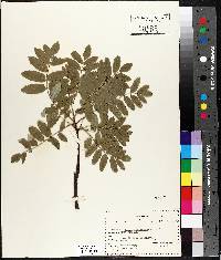 Sorbus aucuparia image