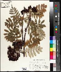 Sorbus americana image