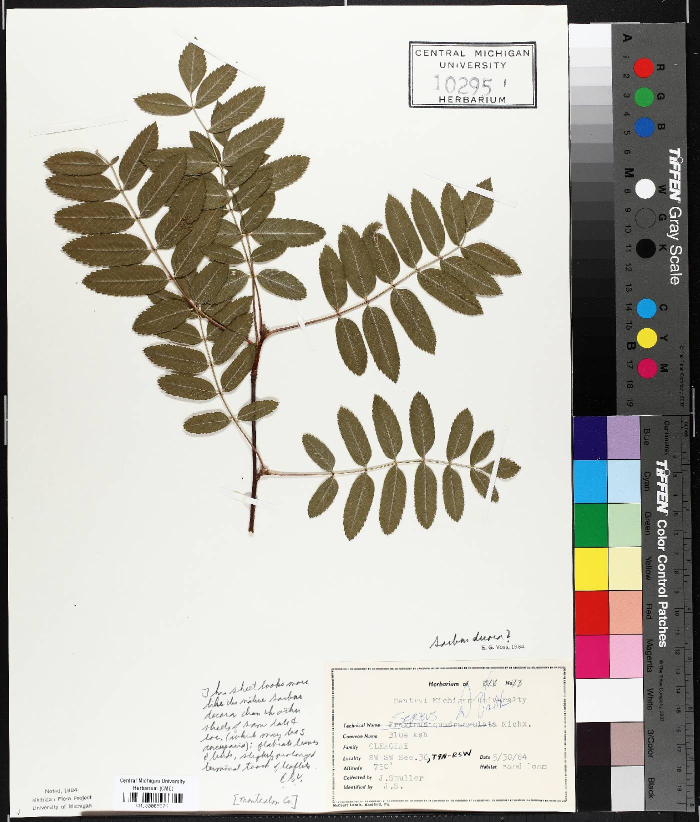 Sorbus decora image