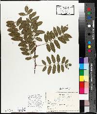 Sorbus decora image