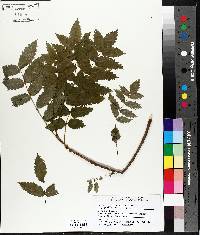 Sorbus decora image