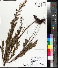 Spiraea alba image