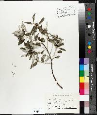 Elaeagnus angustifolia image