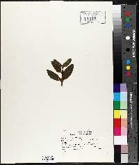 Shepherdia canadensis image