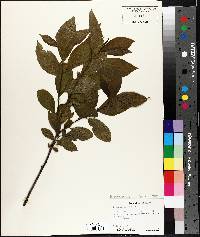 Rhamnus alnifolia image